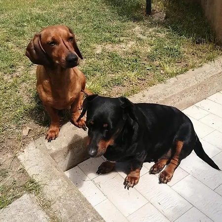 Luis&susy Home, * 칼리아리